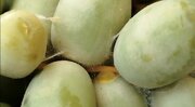 هشدار به نخلداران کازرونی؛ خطر کنه گردآلود در کمین محصول خرما