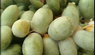 هشدار به نخلداران کازرونی؛ خطر کنه گردآلود در کمین محصول خرما