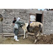 واکسیناسیون گسترده دام‌ها در مازندران