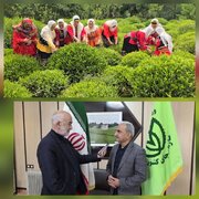 رئیس سازمان چای کشور:پرداخت ۱۵۰۰ میلیارد تومان از مطالبات چایکاران