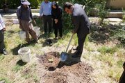 احیای ثروت ژنتیکی زاگرس در ایلام؛ ذخیره‌گاه انجیرهای بومی در باغ گیاه‌شناسی جهاد کشاورزی ایجاد شد