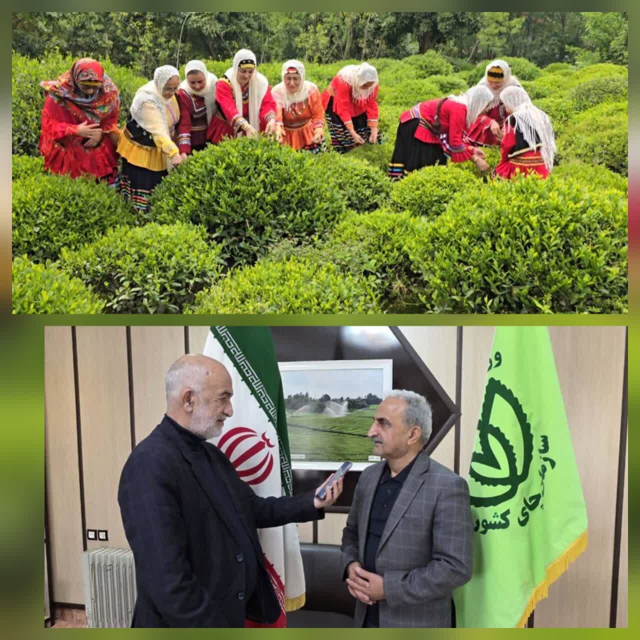 رئیس سازمان چای کشور: