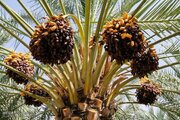 پیش بینی برداشت ۲۰۰ هزار تن محصول خرما در هرمزگان