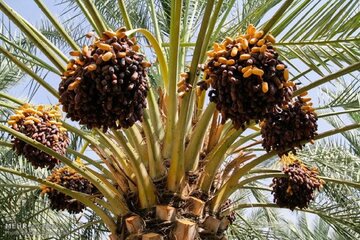 پیش بینی برداشت ۲۰۰ هزار تن محصول خرما در هرمزگان پیش بینی برداشت ۲۰۰ هزار تن محصول خرما در هرمزگان