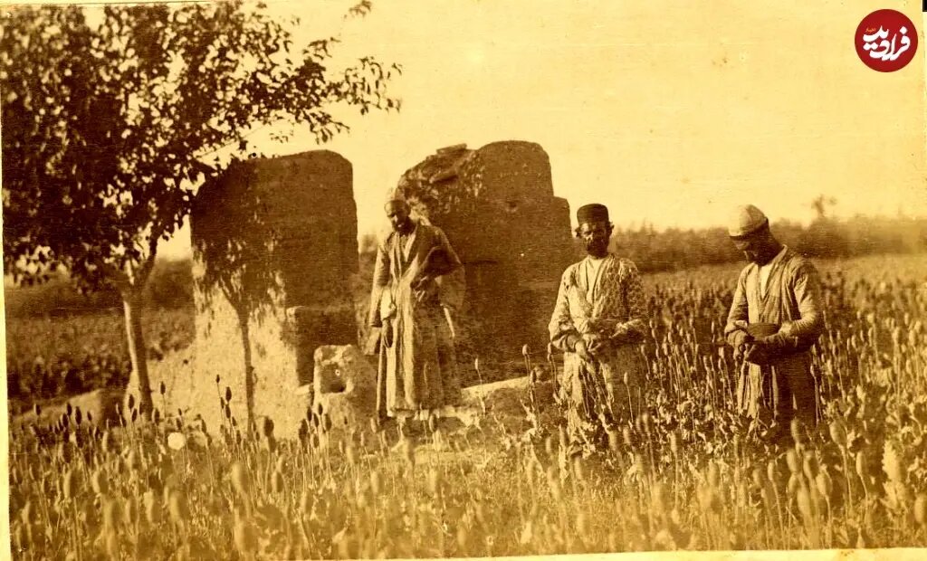 عکس/ کشاورزان اصفهانی در مزرعه «خشخاش»؛ ۱۳۰ سال قبل