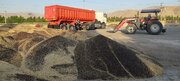 خرید تضمینی ۱۵۰ تن کلزا  طی ۲ روز در سلسله