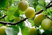 نسخه باغی جهاد کشاورزی برای رونق تولید /  ۸۰۰ هکتار به باغات لرستان افزوده شد