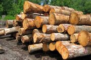بازداشت ۳ قاچاقچی چوب در اردبیل