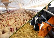 مدیریت منابع آب و کنترل دقیق دمای سالن‌های مرغداری برای پیشگیری از استرس گرمایی