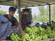 آغاز عملیات اجرایی طرح هزار هکتاری توسعه کشت موز در جاسک