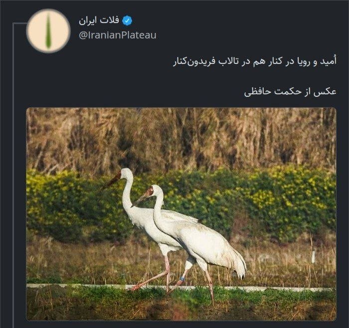 عکس | پایان «رویا» در تالاب؛ درنای بلژیکی تلف شد
