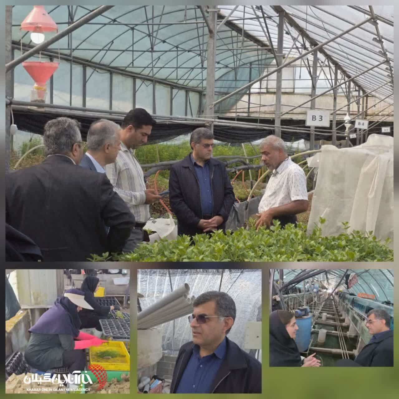 فرماندار آستانهاشرفیه:حمایت از توسعه گلخانه «مزرعه سبز سفیدرود» برای ایجاد اشتغال پایدار در آستانهاشرفیه فرماندار آستانهاشرفیه:حمایت از توسعه گلخانه «مزرعه سبز سفیدرود» برای ایجاد اشتغال پایدار در آستانهاشرفیه
