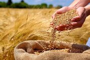 عبور خرید گندم در لرستان از مرز ۲۰۰ هزار تن