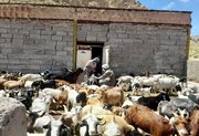 واکسیناسیون ۷۰ هزار رأس دام در شهرستان بم/ هشدار کارشناسان درباره شیوع بیماری آبله