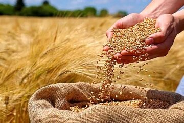 عبور خرید تضمینی گندم در استان آذربایجانغربی از ۲۸۴ هزار تن عبور خرید تضمینی گندم در استان آذربایجانغربی از ۲۸۴ هزار تن