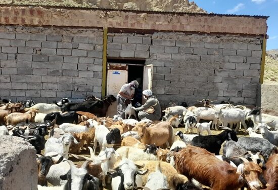 واکسیناسیون ۷۰ هزار رأس دام در شهرستان بم/ هشدار کارشناسان درباره شیوع بیماری آبله