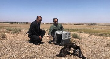 «سارگپه» بهبودیافته به طبیعت بوئین زهرا بازگشت «سارگپه» بهبودیافته به طبیعت بوئین زهرا بازگشت