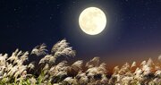 کاشت برنج در خاک ماه / نوآوری جدید ژاپنی‌ها