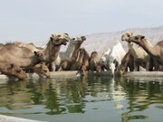 ببینید | تصاویر خیره‌کننده‌ای از کاروانی از شترها در دبی