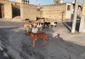 مرگ دلخراش کودک سه‌ساله بر اثر حمله سگ‌