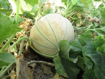 آغاز برداشت طالبی از ۱۸۰ هکتار مزارع رومشکان /  کیفیت ممتاز برند صادراتی لرستان