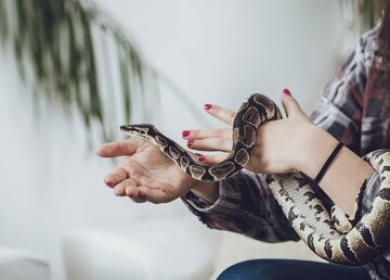 افزایش موارد نگهداری از مار به عنوان حیوان خانگی/ وزارت بهداشت چه میگوید؟ افزایش موارد نگهداری از مار به عنوان حیوان خانگی/ وزارت بهداشت چه میگوید؟
