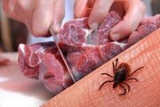 هشدار درباره بیماری تب کریمه کنگو در این استان