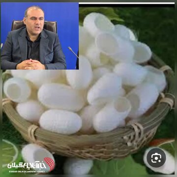 فرماندار شهرستان لنگرود:برداشت ۸۵ تن پیله با ثبت رکورد قیمت در بازار فرماندار شهرستان لنگرود:برداشت ۸۵ تن پیله با ثبت رکورد قیمت در بازار