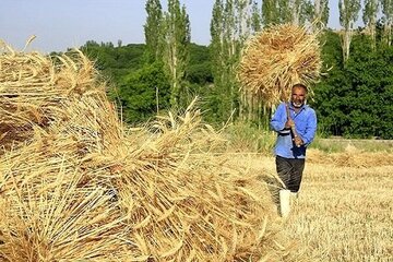 پرداخت ۹هزار و ۳۱۰میلیارد ریال از مطالبات گندمکاران قزوینی