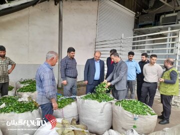 پایان برداشت چای در لنگرود با رشد ۵ درصدی تولید پایان برداشت چای در لنگرود با رشد ۵ درصدی تولید