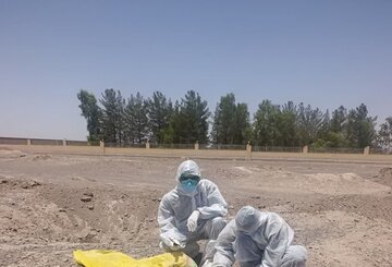 سگ مشکوک به هاری در انار معدوم شد سگ مشکوک به هاری در انار معدوم شد