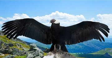 پرواز گروهی از تنهایی به‌صرفه‌تر است/ راز صرفه‌جویی ۴۱ درصدی انرژی کرکس‌ها