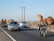 تصادف سمند با ۳ شتر مرگبار شد