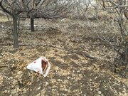 دستگیری شکارچی غیر مجاز با لاشه گراز وحشی در حاجی‌آباد