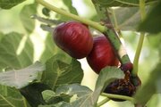 پلدختر  قطب فرآوری انجیر کشور می شود