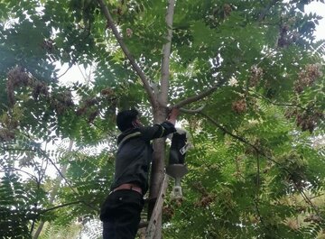 آغاز عملیات مبارزه با آفت سوسکِ پوستخوار کاج در جنگل قائم کرمان آغاز عملیات مبارزه با آفت سوسکِ پوستخوار کاج در جنگل قائم کرمان