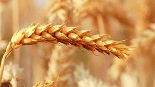 ثبت رکورد خرید ۲۷۸ هزار تن گندم در لرستان/ پیشتازی کوهدشت در فرآیند خرید تضمینی