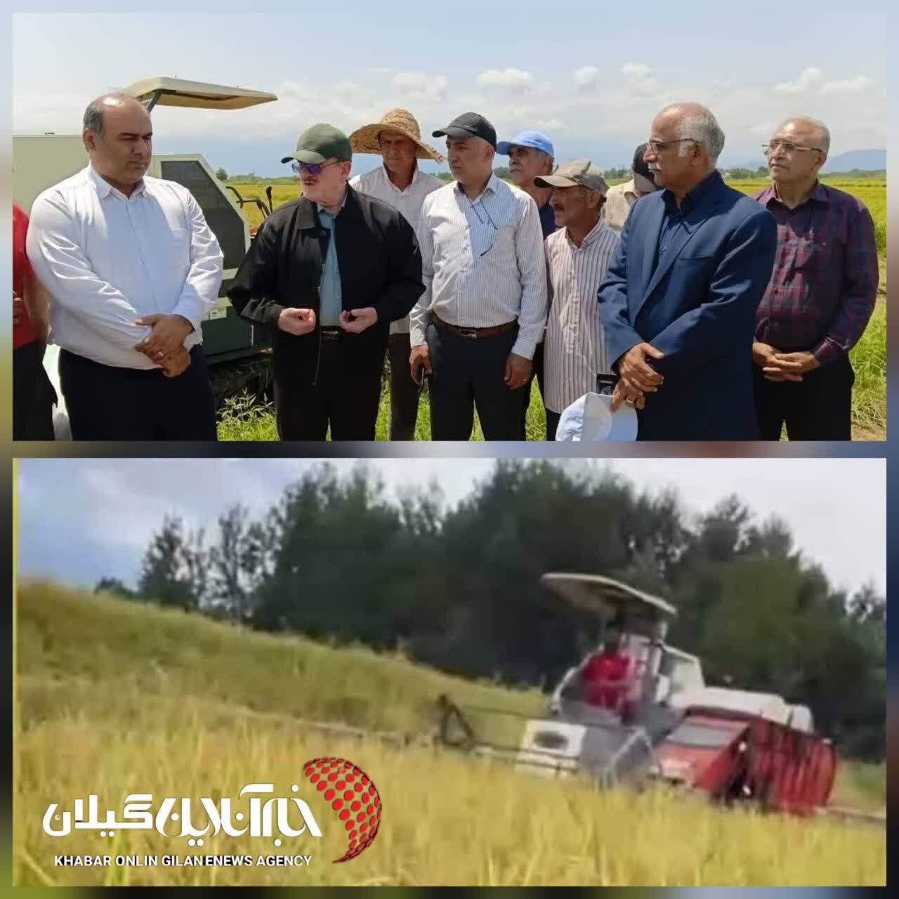 فرماندار لنگرود: سیاستهای حمایتی دولت سطح زیرکشت برنج را هزار هکتار افزایش داد فرماندار لنگرود: سیاستهای حمایتی دولت سطح زیرکشت برنج را هزار هکتار افزایش داد