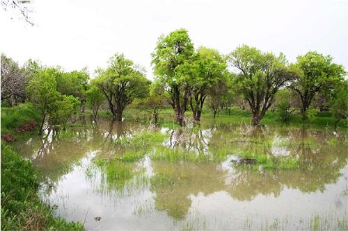 جلوگیری از فنس‌کشی غیرمجاز در باغستان سنتی قزوین