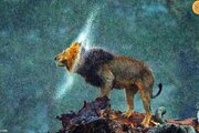 ببینید | پُرتره‌ای از فرمانروای جنگل در زیر باران