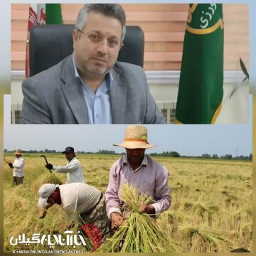 مدیر جهاد کشاورزی آستانه‌اشرفیه خبر داد:چهار درصد برنج کشور را آستانه‌اشرفیه تولید می کند