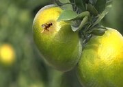 تدوین برنامه جامع مبارزه با مگس میوه در مازندران