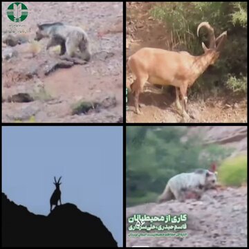ثبت جلوه‌ای ارزشمند از حیات‌وحش در منطقه حفاظت شده اشترانکوه