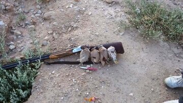 دستگیری متخلف شکار پرندگان وحشی در حاجی آباد