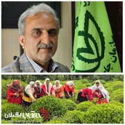 رئیس سازمان چای کشور خبر داد: تغییرکاربری باغات چای خط قرمزسازمان چای کشوراست