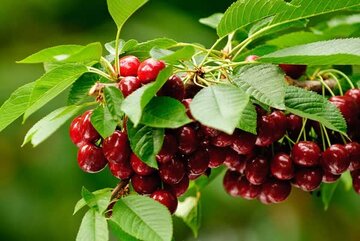 برداشت ۷۶۰ تن آلبالو و گیلاس فارس