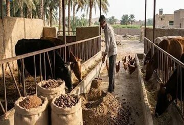 هشدار دامپزشکی فهرج درباره اسیدوز/ بیماری خاموش دام ها در فصل برداشت خرما