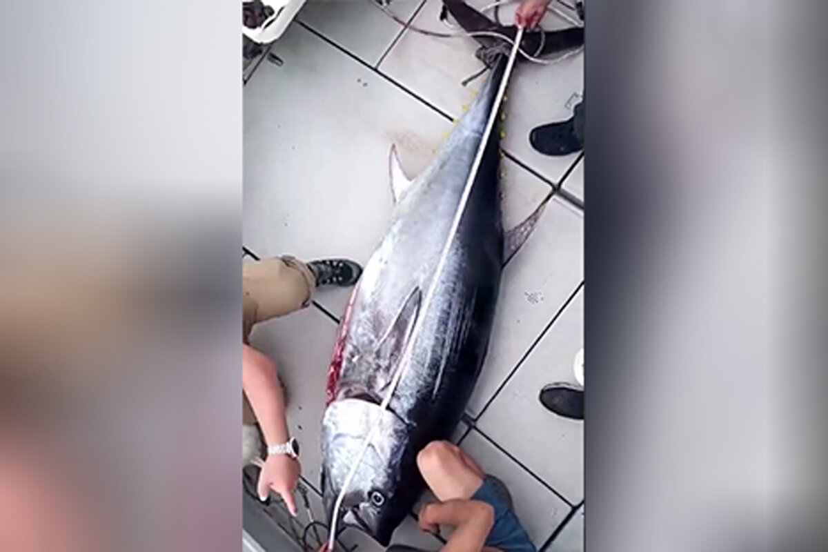 ببینید | رکورد ماهی صید شده با دو متر و ۱۲ سانتی‌متر شکسته شد