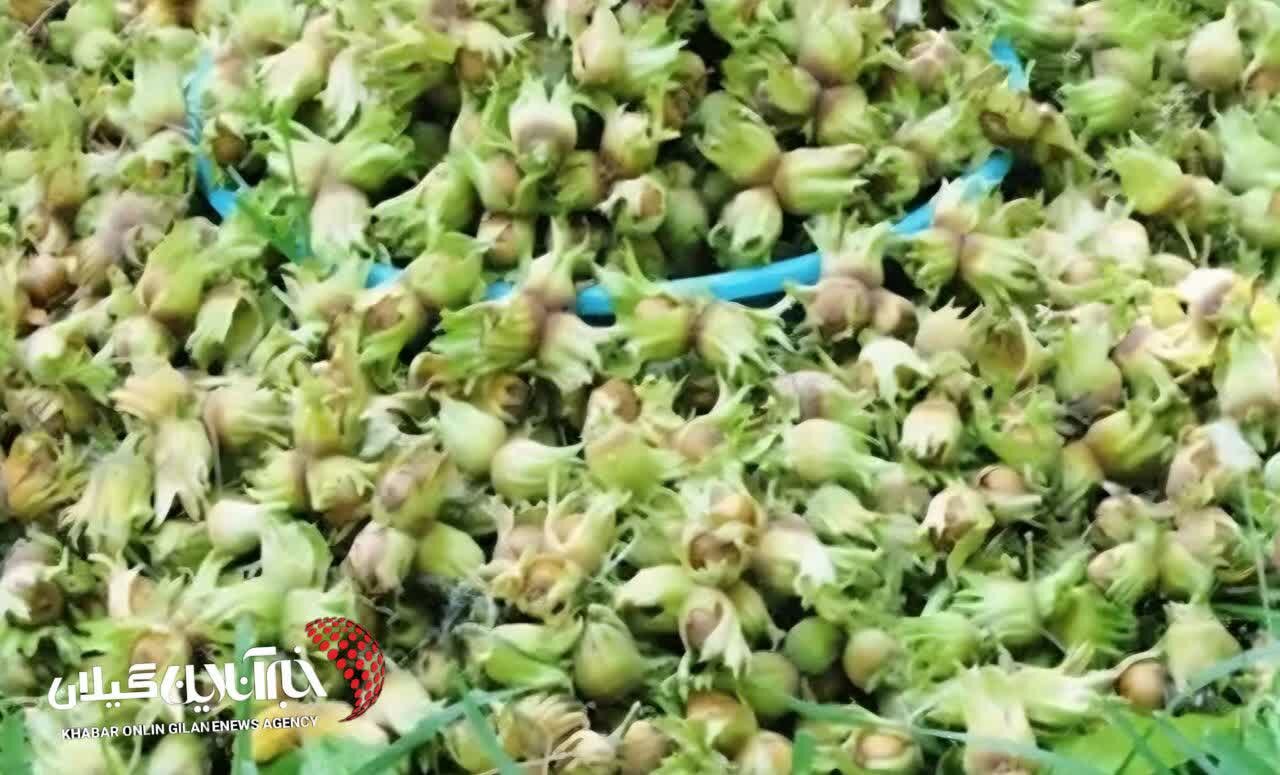 برداشت نوبرانه فندق ازباغات شهرستان املش