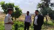 آغاز فصل جدید توسعه باغات سامان با اجرای طرح امام علی(ع)